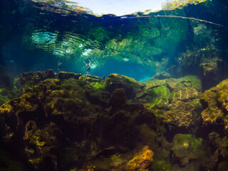 Fototapeta na wymiar Freshwater shallows (Cenote Ponderosa, Playa del Carmen, Quintana Roo, Mexico)