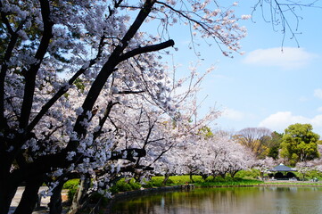 桜
