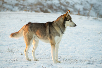 Fototapeta na wymiar cute funny dog hasky running in winter