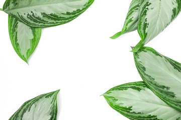 tropical leaves isolated on white background with text place  .