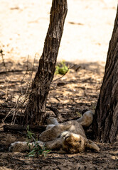 A sleeping lion cub in the shadow of a tree