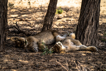 Two sleeping lion cubs in the shadow of a tree