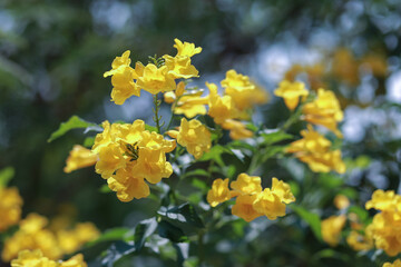 Close-up of beautiful bright yellow flower clusters. Planted to decorate the fence next to the house in Thailand. Yellow makes you feel relaxed. Flowers blooming in summer