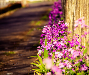purple flowers on grass. Japanese  garden.