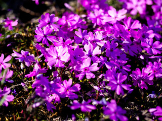 purple flowers on grass. Japanese  garden.
