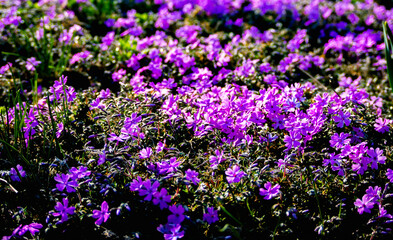 Naklejka premium purple flowers on grass. Japanese garden.