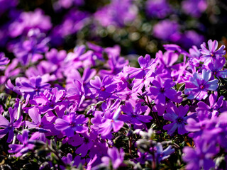 purple flowers on grass. Japanese  garden.