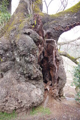 桜の大木と洞 K3BP9507