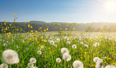 White dandelion blowballs and yellow flowering meadow buttercups at the edge of a field in a rural countryside on a sunny day in spring