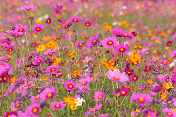 Obraz na płótnie Canvas Cosmos flowers blooming in spring time
