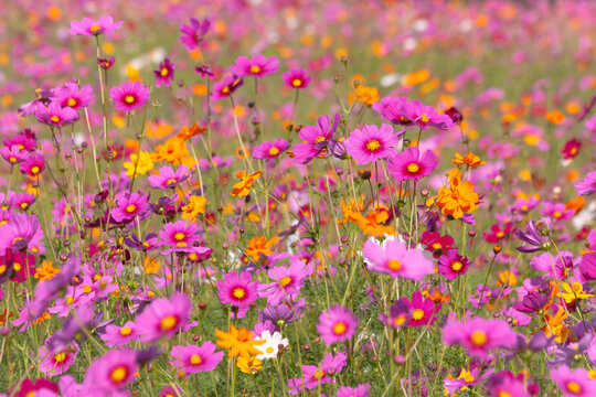 Cosmos flowers blooming in spring time © voranat