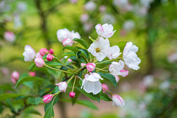 apple blossom in the garden