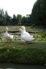 ducks