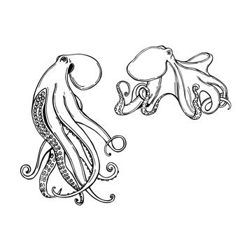 Octopus. Vector  illustration.