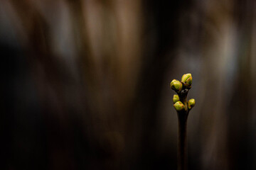 leaf