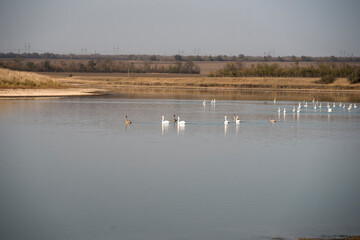 swans on the lake