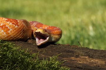 A Corn snake (Pantherophis guttatus or Elaphe guttata) after hunt eating a mouse. A red, orange and yellow Corn snake on the wood with a green moss and green background. 