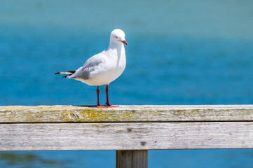 Seagull on the wharf with blue water background