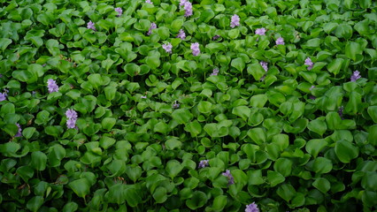 water hyacinth plants by the river