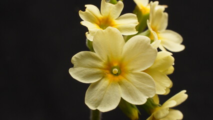 Fototapeta na wymiar Gelbe Blumen Macro Aufnahme
