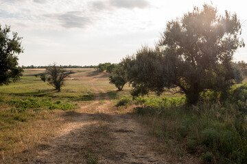 trees in the countryside