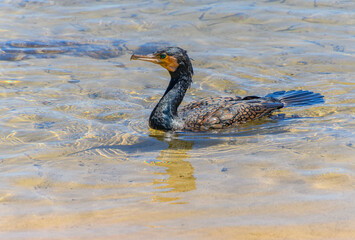 Great Cormorant in the shallow water of the bay