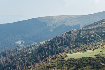Carpathian mountains, summer, clouds, flowers, forest