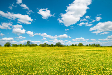 Obraz premium A meadow of yellow dandelions and a blue sky. Beautiful spring landscape.