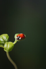 ladybug on a sprout on a green background background. macrophotography of an insect. beautiful natural screensaver