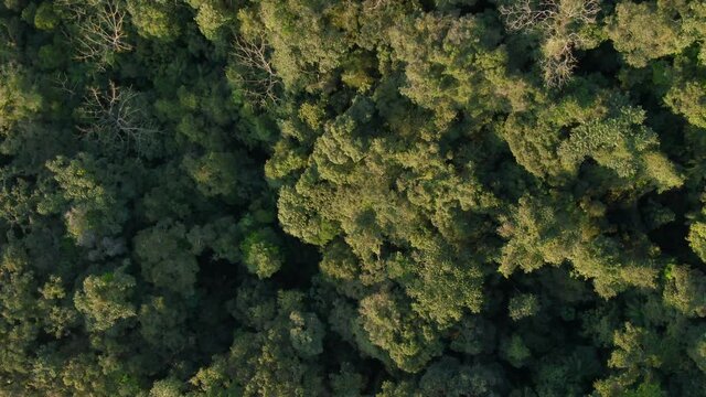 Mata Atl&acirc;ntica vista de cima / Atlantic Forest seen from above