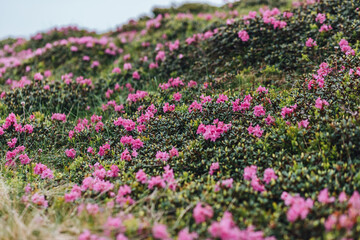 Carpathian mountains, summer, clouds, flowers, forest