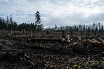 Forestry operations in Westridge Woods. Clear felled trees and log piles. Gloucestershire.