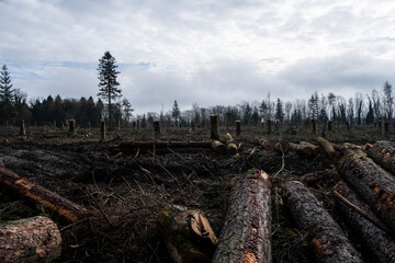 Fototapeta na wymiar Forestry operations in Westridge Wood. Clear felling of mature trees. Gloucestershire 