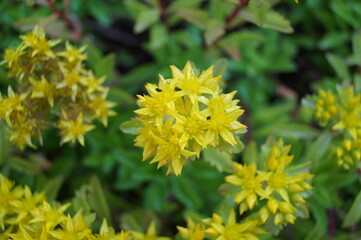 bloom of the sedum kamtschaticum