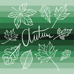 Set of autumn leaves. Green background. Contour leaves.
