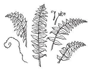 Monochrome fern leaves. Fern Leaves Set. Black and white.