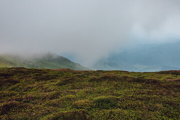 Fototapeta premium Carpathian mountains, summer, clouds, flowers, forest