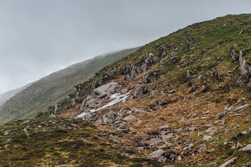 Carpathian mountains, summer, clouds, flowers, forest