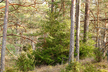 forest beauty