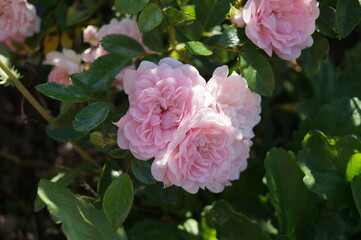 pink blossom of the shrub rose