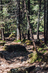 Carpathian mountains, summer, clouds, flowers, forest