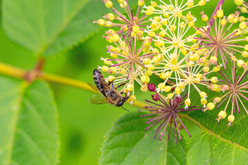 Honigbiene bei der Nahrungssuch