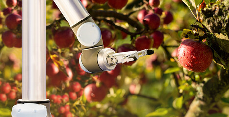 Robot picks apples. Smart farming and digital agriculture 4.0