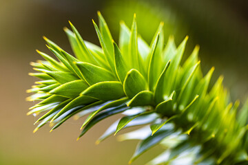 Junger Chilenischer Schlangenbaum. Zweige einer Andentanne. Die Zweige einer jungen Andentanne sind mit harten, ledrigen, schuppenförmigen dunkelgrünen Blättern dachziegelartig bedeckt.