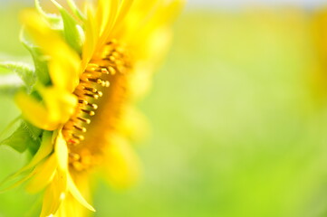 ヒマワリ, 向日葵, 