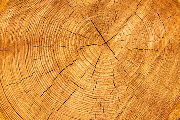 Fototapeta premium Querschnitt durch einen Baumstamm - Baumscheibe, Holzscheibe mit Jahresringen – ringförmige Holzmaserung.