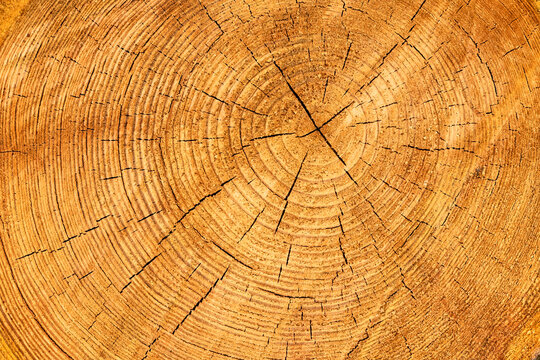 Querschnitt durch einen Baumstamm - Baumscheibe, Holzscheibe mit Jahresringen &ndash; ringf&ouml;rmige Holzmaserung.