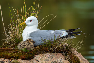 Möwe beim Brüten mit Küken auf einem Felsen