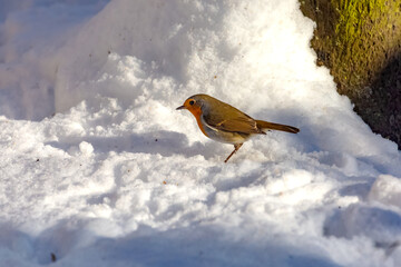 Ein Rotkehlchen im Schnee.