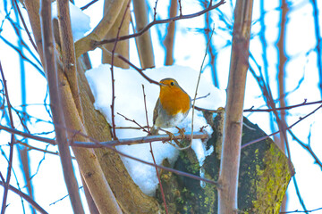 Ein Rotkehlchen im Winter, auf einen Ast sitzend.